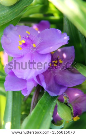 Purple flower growing in the garden