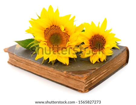 Group of yellow bright beautiful sunflower flowers collage isolated on white background with green leaves  on a book. 
