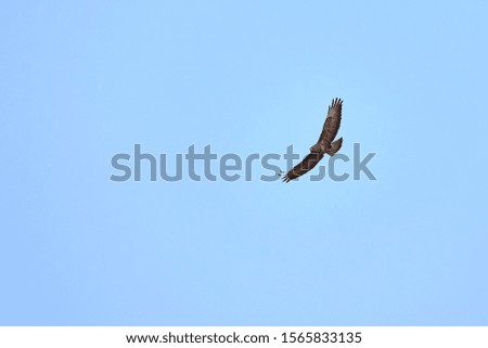Buzzard ( Buteo Buteo ) in Flight
