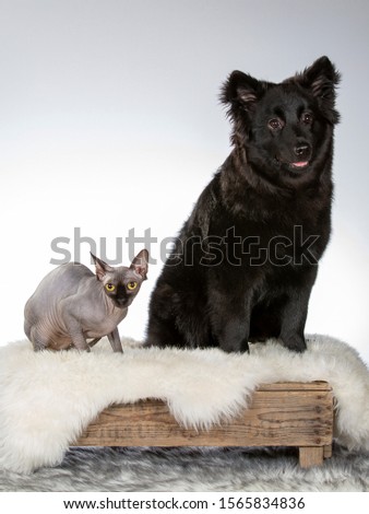 Hairless cat and a dog side by side in a studio with white background.
