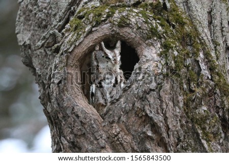Screech owl in hole in tree in winter
