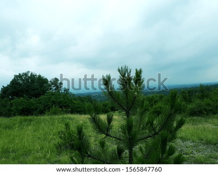 Beautiful view nature forest and cloudy sky