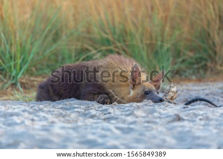 adorable young brown hyena pup relaxing at the den in african savannah