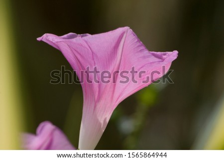 Closeup view of Beautiful Pink and Purple Color Morning Glory Flower
