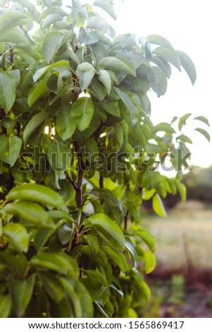 Sunset green with green pear leaves. Gentle leaves of a young tree in the sunbeam. Languor. Details of the countryside