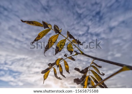 Autumn leaves against a cloudy background