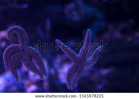 Couple of five-pointed starfish in the ocean on a blue background. The effect of bokeh close up. Life in the ocean. A pair of starfish, a concept of romance and tourism. Free space for text