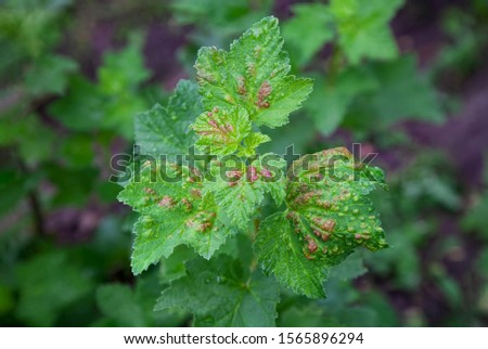 Bush redcurrant struck by illness. Currants are infected with Gallic aphid