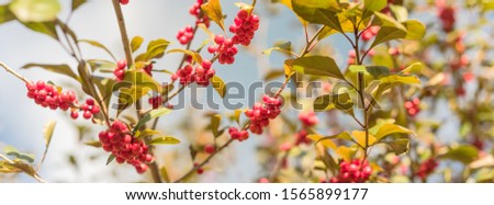 Panorama view Ilex Decidua (or winter berry, Possum Haw, Deciduous Holly) red fruits on large shrub small tree under cloud blue sky. Blaze of color in the fall in Dallas, Texas.