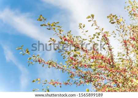 Ilex Decidua (or winter berry, Possum Haw, Deciduous Holly) red fruits on large shrub small tree under cloud blue sky. Blaze of color in the fall in Dallas, Texas.