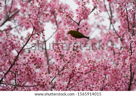 Japanese white eye on cherry blossoms tree. (selective focus)