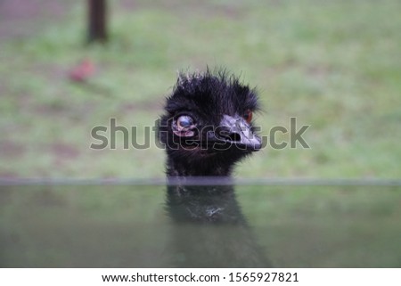 close up picture showing the head of an emu which is staring in the camera, australian campground