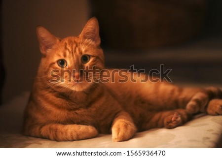 orange cat on the sofa