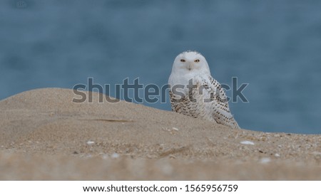 A Snowy Owl perched on the beach with ocean in the background.