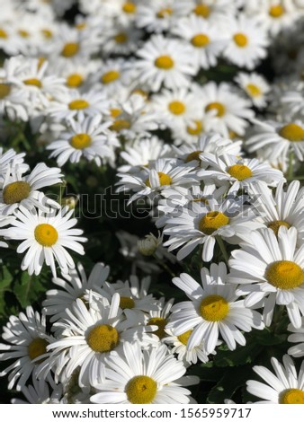 White Flowers in the field