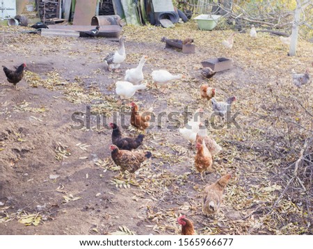 Home farm of chickens and geese. Eco meat. cute farm animals - goose and chicken 