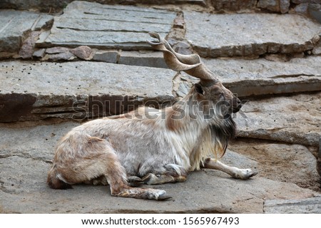 goat with twisted horns resting on a rock and looking into the distance