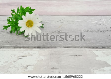  BUAUTIFUL WHITE DAISY ON BACKGROUND WHITH YOUR TEXT
