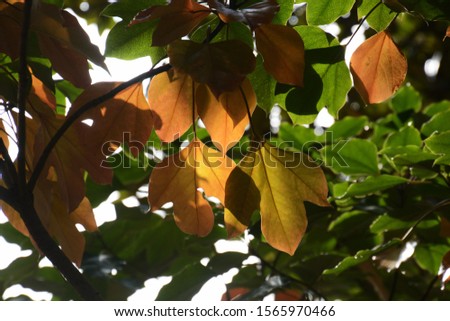 Dendropanax trifidus is an evergreen tree called "Kakuremino" in Japan, and the leaves of beautiful shape are yellow leaves in autumn.