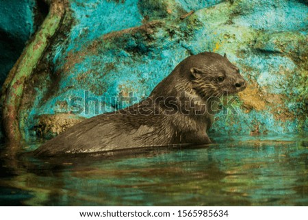 
Photograph of an otter at the Zoo