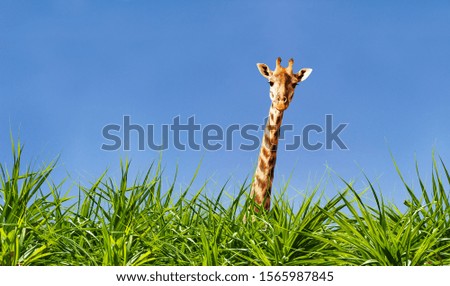 Giraffe head and neck from the grass over blue sky
