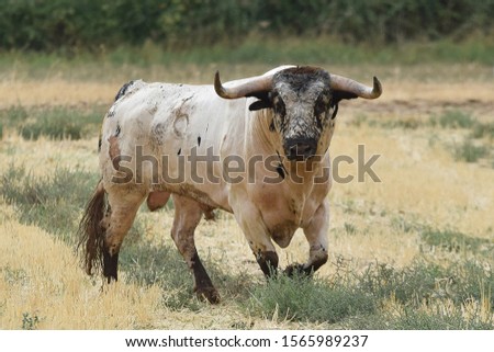 nice spanish bull running in the field Royalty-Free Stock Photo #1565989237