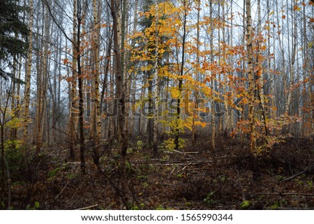 The morning fog. Dark forest scene. Beech trees and colorful leaves close-up. Germany