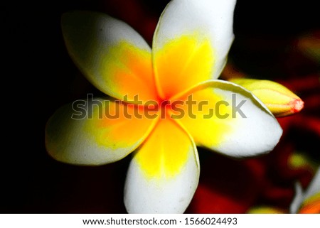 frangipani flower in portrait with dark effects on the edges