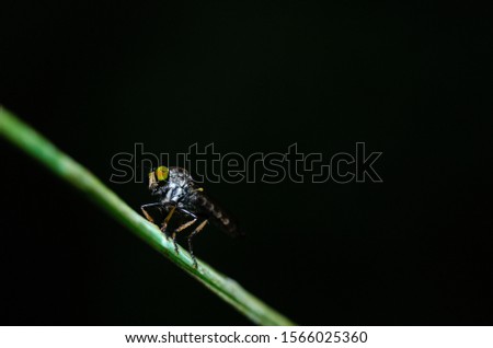 A macro picture of robber fly on a thread