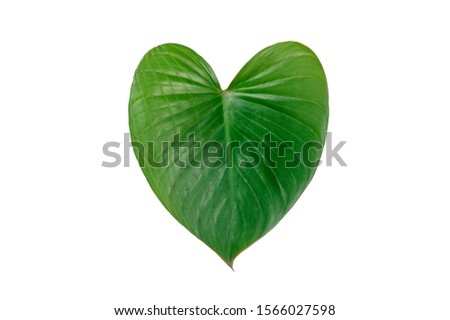 Tropical leaves isolated on white background.