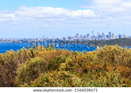 Colourful shrubs at North Point with Sydney skyline in the background, Australia