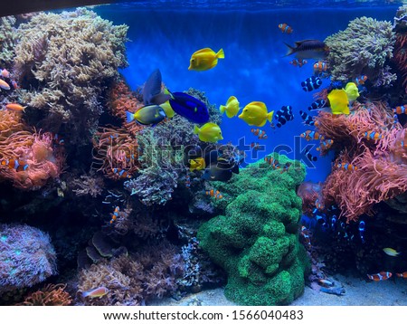 Beautiful colorful fish at the aquarium 
