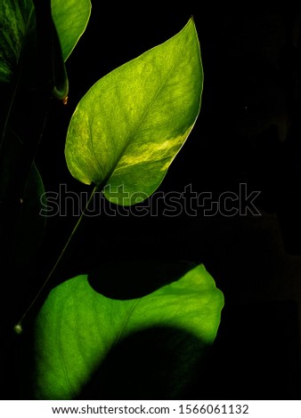 tip of fresh green leaf