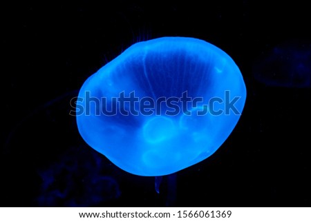 Moon jellyfish in the aquarium