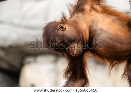 Picture of a baby bornean orangutan