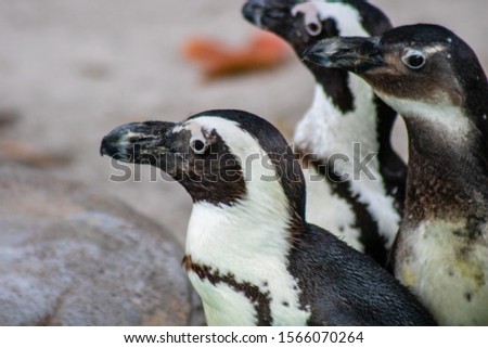 Picture of a South African penguin