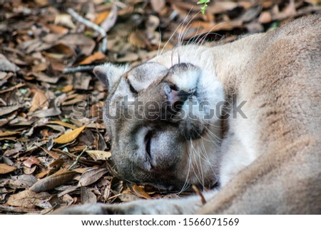Picture of a Florida panther
