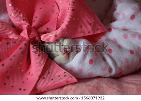 Adorable Kitten Newborn Photography with Bow!