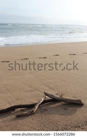 Driftwood on a beautiful beach 
