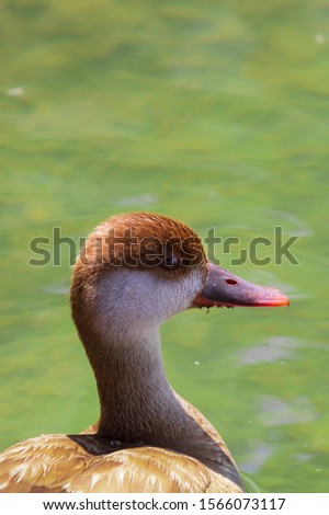 Female Red Crested Pochard. Wild duck swimming on the lake. Close up to the duck.