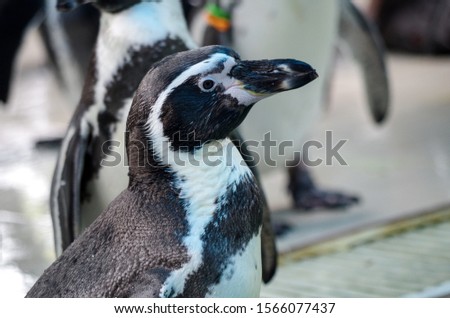 Penguins in the zoo in Thailand with blur background under natural light