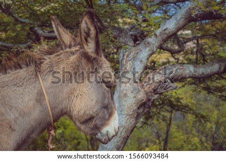 flat detail of the head of a donkey