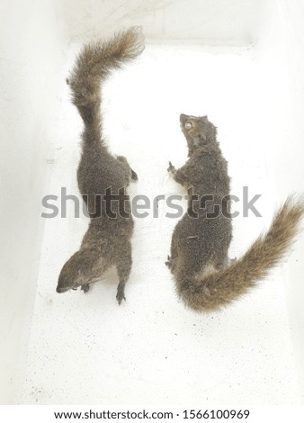 The dried squirrel becomes a beautiful wall decoration