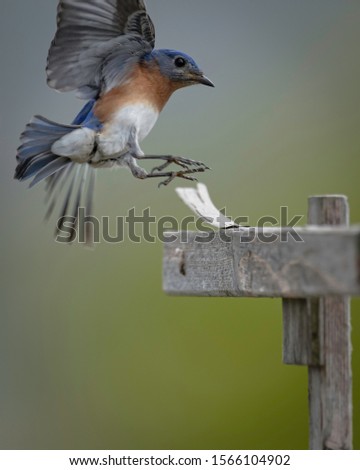 Male bluebird getting ready to land.