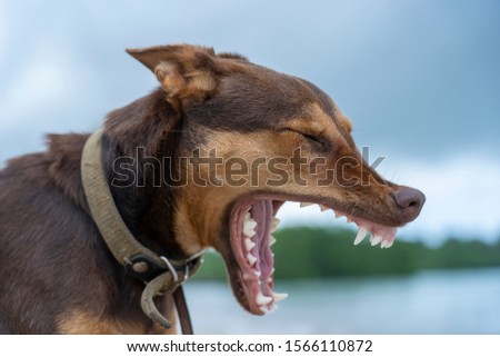 Brown dog yawns on the beach near sea on the island of Zanzibar, Tanzania, east Africa, close up
