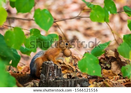 Red Squirrel with a walnut. Clouse up to the squirrel face. Cute animal looking at the camera. (Sciurus anomalus)