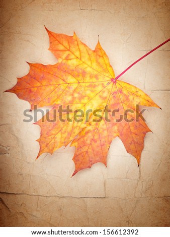 Colorful autumn leaf on old vintage paper