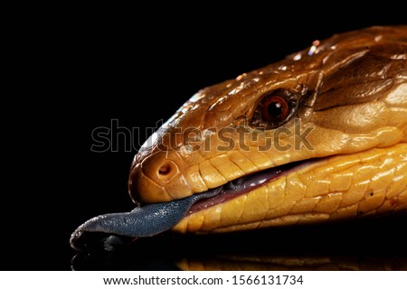 Australian native blue tongue lizard close up