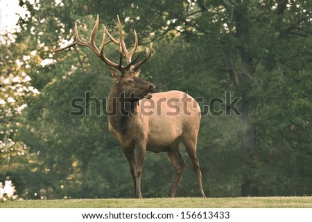 Huge Bull Elk - Photograph taken in Elk County, Elk State Forest, Benezette, Pennsylvania