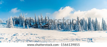 Beautiful snowy fir trees in frozen mountains landscape in sunset. Christmas background with tall spruce trees covered with snow. Alpine ski resort. Winter greeting card. Happy New Year